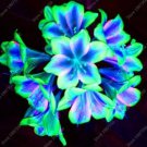 Rare 100 pcs/bag Clivia Plant, Perennial Bonsai Balcony Flower, Gorgeous Clivia Flower