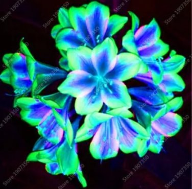 Rare 100 pcs/bag Clivia Plant, Perennial Bonsai Balcony Flower, Gorgeous Clivia Flower