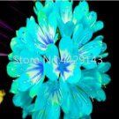 Rare 100 pcs/bag Clivia Plant, Perennial Bonsai Balcony Flower, Gorgeous Clivia Flower