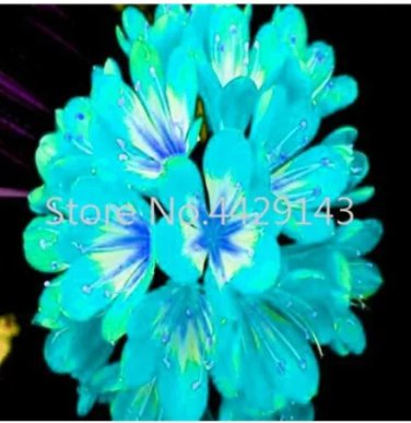 Rare 100 pcs/bag Clivia Plant, Perennial Bonsai Balcony Flower, Gorgeous Clivia Flower