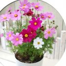 Rare 100 pcs/ Bag Exotic Galsang Flower Multiple Color Perennial