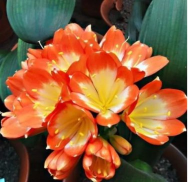 Rare 1 PCS Medium Flower Real Bowl clivia pots Bonsai Garden Blooming Plants