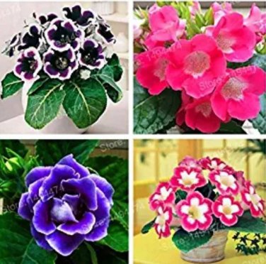 Rare 100 pcs Rare Colorful Flower Mini Gloxinia Flores Perennial Flowering Plants