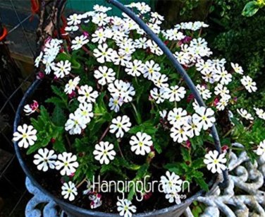 Rare 100 Pcs A Pack New Night Blooming Phlox,Bonsai Plants