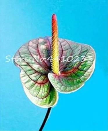 Rare 100 Pcs/Bag Anthurium Andraeanu Bonsai Plants Balcony Potted