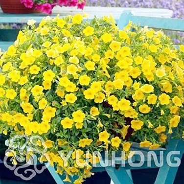 Rare 100 PCS Mini Calibrchoa Million Bells Annual Flower Bonsai Seeds