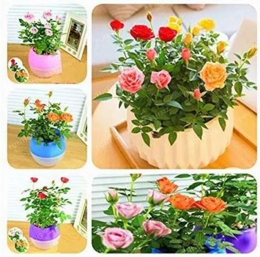 Rare 100 PCS Mini Rose Bonsai Miniature Rose Bonsai A Little Cute Plants