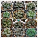 Rare 20 PCS Haworthia emelyae var. Seeds Mixed Approx 16 Varieties
