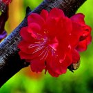 Rare 30 PCS Winter Sweet Prunus Mume Tree Red Plum Blossom La Mei
