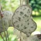 Rare 100 PCS Hoya Kerrii Bonsai Seeds Hybrid