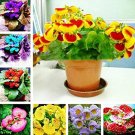 Rare 100 PCS Calceolaria Uniflora Bonsai Flowers Seeds Darwin's Slipper Flowers