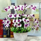 Rare 200 PCS Phalaenopsis Giant Orchid Bonsai Seeds