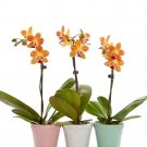 Rare 100 PCS Mini Bonsai Orchid Seeds