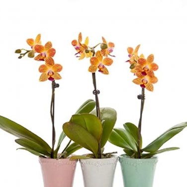 Rare 100 PCS Mini Bonsai Orchid Seeds