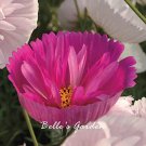 Rare 30 PCS Cupcakes Mix Cosmos Seeds Hardy Plant Flower Seeds
