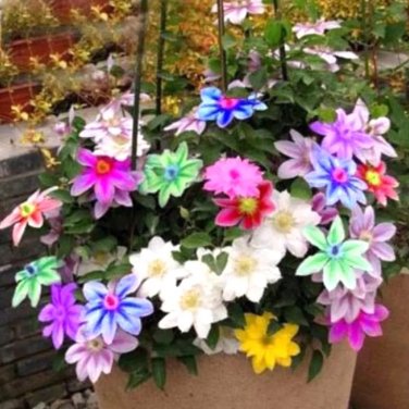 Rare 300 PCS Rainbow Clematis Seeds