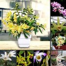 Rare 30 PCS Cupcakes Mix Cosmos Seeds Hardy Plant Flower Seeds