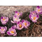 Rare 50 PCS Saffron Crocus Seeds