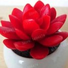 Rare 200 PCS Lithops Seeds Red Colors