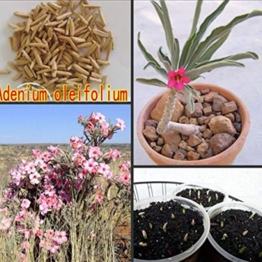 Rare 100 PCS Fresh Real Adenium oleifolium - Adenium Obesum semillas