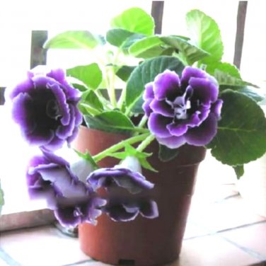 Rare Imported Gloxinia Plant 200 Pcs Perennial Sinningia Gloxinia Home Garden