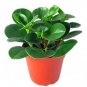 Rare 100 Pcs Rare Chinese Rare Peperomia Plant Variety Bonsai Tree Garden