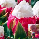 Rare 10 PCS Imported Hydro Tulip Bulbs Fresh Garden Bulbs All Season