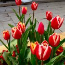 Rare 10 PCS Imported Hydro Tulip Bulbs Fresh Garden Bulbs All Season