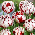 Rare 10 PCS Imported Hydro Tulip Bulbs Fresh Garden Bulbs All Season