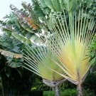 Rare 10 PCS Ravenala madagascariensis Seeds 100% Real Travellers Palm