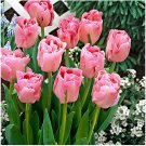 Rare 10 PCS Imported Hydro Tulip Bulbs Fresh Garden Bulbs All Season
