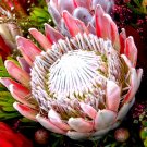 Rare 2 PCS Protea Cynaroides Seeds Water Pink Flowers