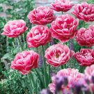 Rare 10 PCS Imported Hydro Tulip Bulbs Fresh Garden Bulbs All Season