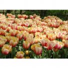 Rare 10 PCS Imported Hydro Tulip Bulbs Fresh Garden Bulbs All Season