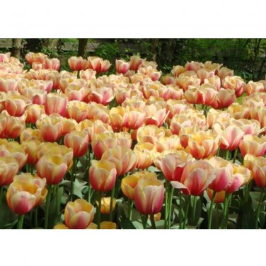 Rare 10 PCS Imported Hydro Tulip Bulbs Fresh Garden Bulbs All Season