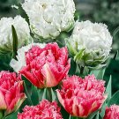 Rare 10 PCS Imported Hydro Tulip Bulbs Fresh Garden Bulbs All Season