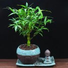 Rare 100 PCS Buddha Bamboo Seeds Bonsai Ornamental Plants