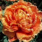 Rare 10 PCS Imported Hydro Tulip Bulbs Fresh Garden Bulbs All Season