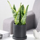 Rare 100 PCS Colorful Sansevieria Seeds Bonsai Potted Balcony Indoor Plants