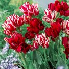 Rare 10 PCS Imported Hydro Tulip Bulbs Fresh Garden Bulbs All Season