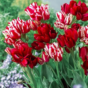 Rare 10 PCS Imported Hydro Tulip Bulbs Fresh Garden Bulbs All Season