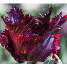 Rare 10 PCS Imported Hydro Tulip Bulbs Fresh Garden Bulbs All Season