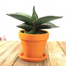 Rare 100 PCS Colorful Sansevieria Seeds Bonsai Potted Balcony Indoor Plants