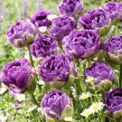 Rare 10 PCS Imported Hydro Tulip Bulbs Fresh Garden Bulbs All Season