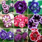 Rare 10 PCS Sinningia Speciosa Mixed Seeds