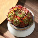 Rare 100 PCS Sempervivum Hybridum Seeds Hen and Chicks Hardy Perennial Succulent