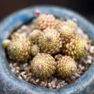 Rare Monanthes Polyphylla 10 Seeds One Flowered House Leek Dwarf Crassula