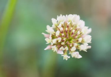 Rare 500 PCS Trifolium repens Seeds White Clover Hokkaido