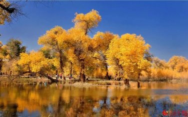 Rare 50 PCS Populus Euphratica Seeds Ornamental Euphrates Poplar Salt Poplar Tree