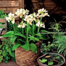 Rare 50 PCS Canna Lily Seeds Gorgeous Lily-like Blossoms in Cream White